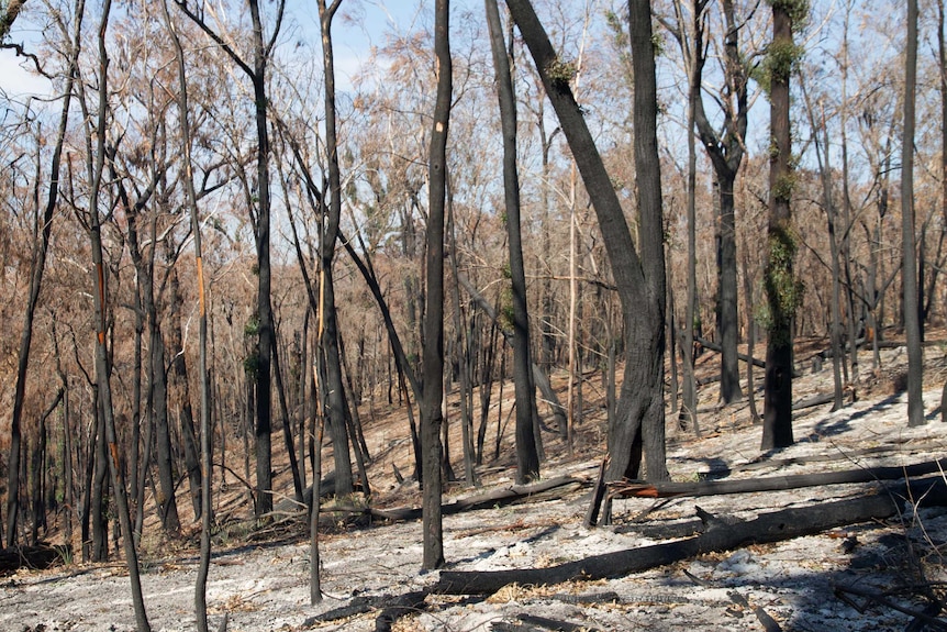 A forest of scorched trees after the March 2018 Tathra bushfire