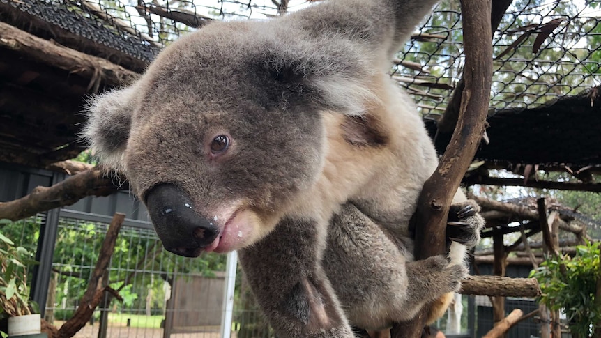 Mature male koala at the Koala Hospital.
