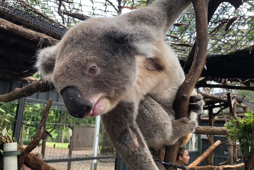 Mature male koala at the Koala Hospital.