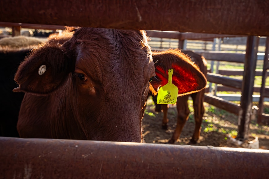A brown cow pears through the gate of its cattle pen with big beady eyes. 