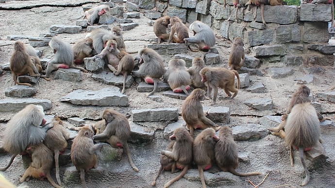 Spooked baboons baffle zoo staff