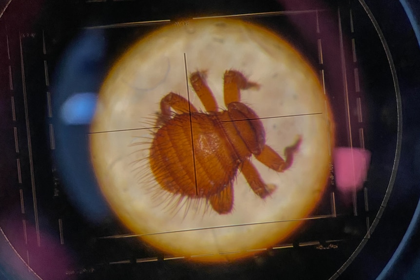A photo of a Braula fly, a brown insect with six legs, under a microscope.