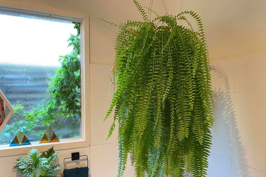 A thriving Boston Fern growing in a bathroom with excellent light, no need for misting.