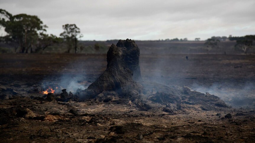 A tree stump smoulders in a burnt-out paddock.