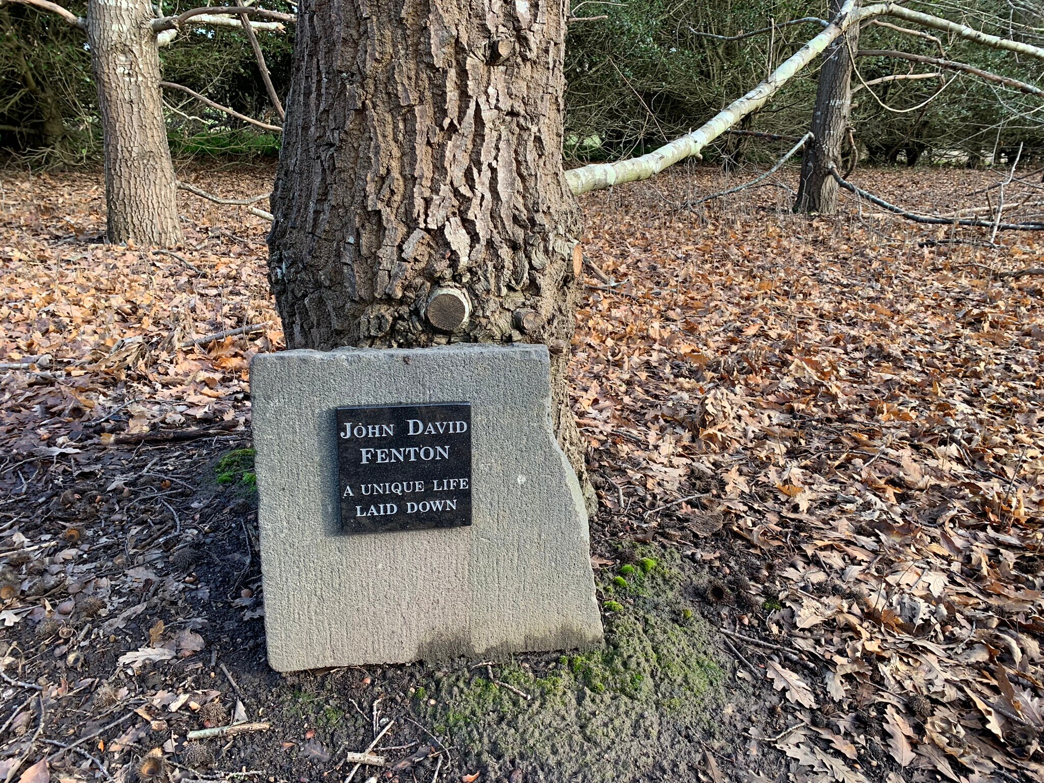 Photo of a grave adjacent a tree trunk