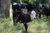 Stewart Murray's Hays Converter calf