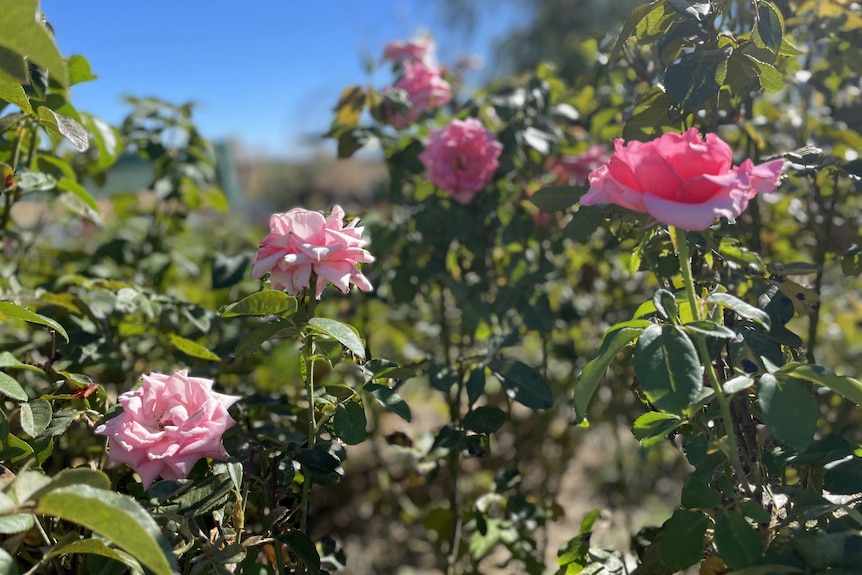 Pink roses in a rosebush.