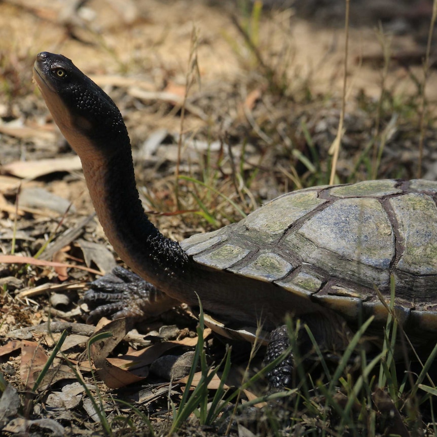 The eastern long-necked turtle is common in south-east Australia