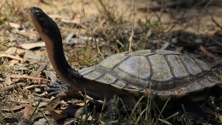 The eastern long-necked turtle is common in the Canberra area.