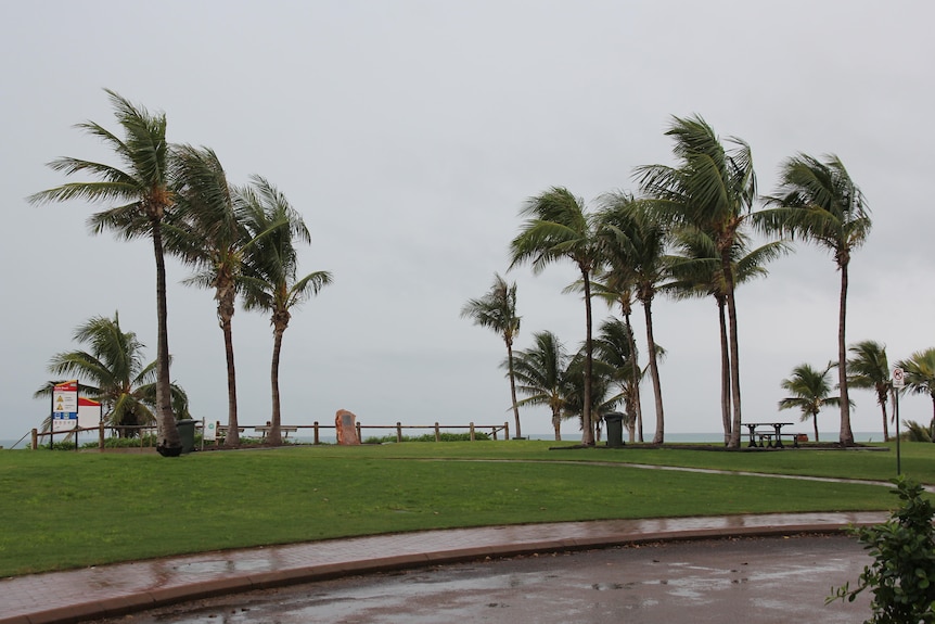 Palm trees blow in the wind amidst worsening weather in Broome.