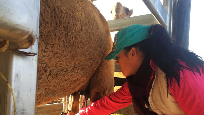 Michelle Phillips at her camel farm in the Hunter Valley