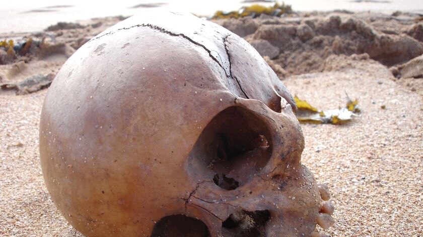 A skull sits on the beach in Mona Vale, on Sydney's northern beaches