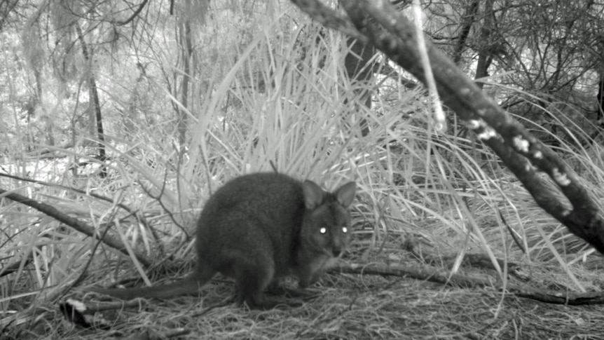 A pademelon in a Launceston back yard