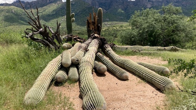 A cactus with 10 stems lies on the ground, bowled over. The stems are metres long. 