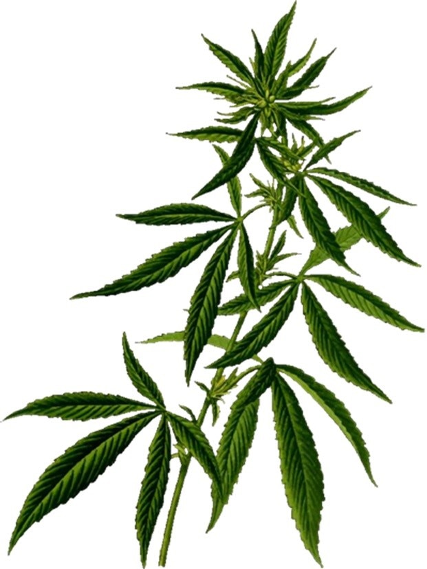 A diagram of a cannabis plant