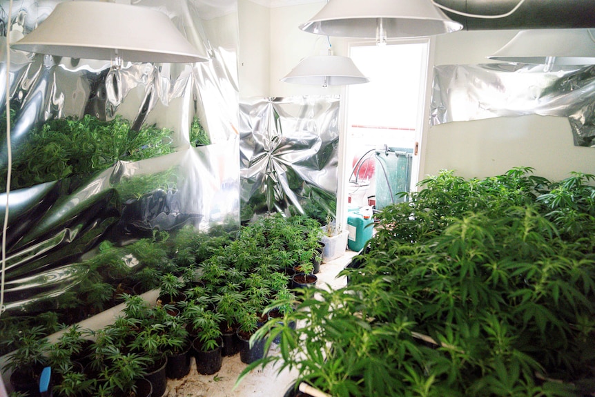 Dozens of cannabis plants sit in a room inside a home. 