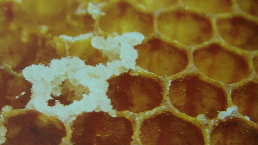 Wax cells of honey comb