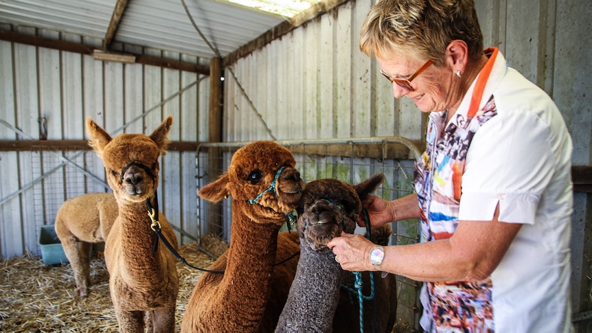 Prue Walduck and her 10 month old alpacas.