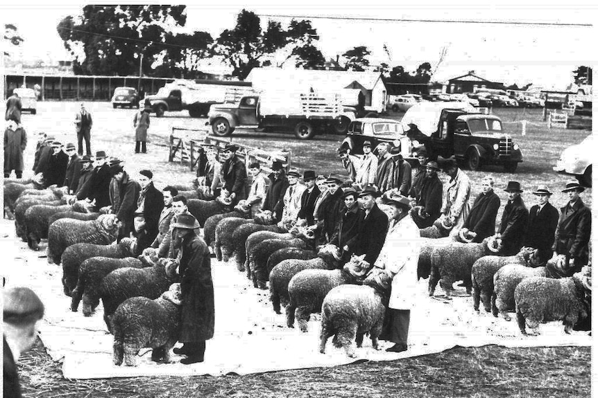 Judging of the Merino rams, at the 1947 Campbell Town Show, Tasmania.