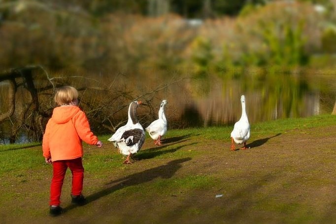 A child, wearing an orange parka, chases geese at Lake Daylesford