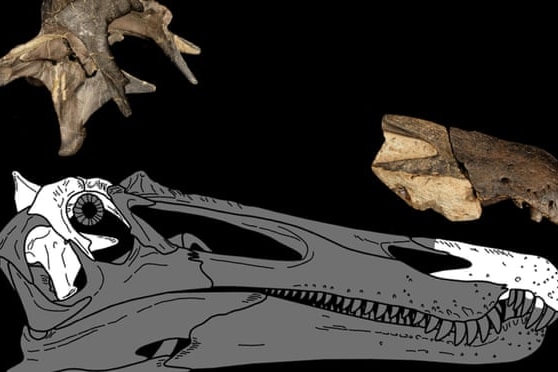 a black and white diagram of a dinosaur head