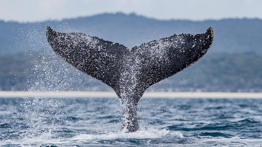 A close-up photo of a whale tale as it splashes back into the water.