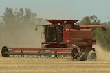 Profitable season for grain farmers despite lack of rain