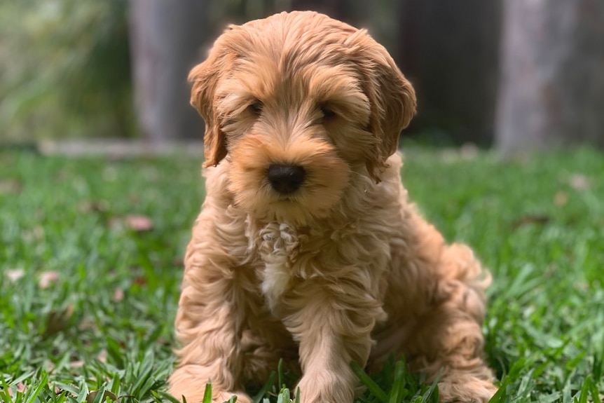 Coco the Labradoodle is set to be a facility dog in the Hunter Valley.