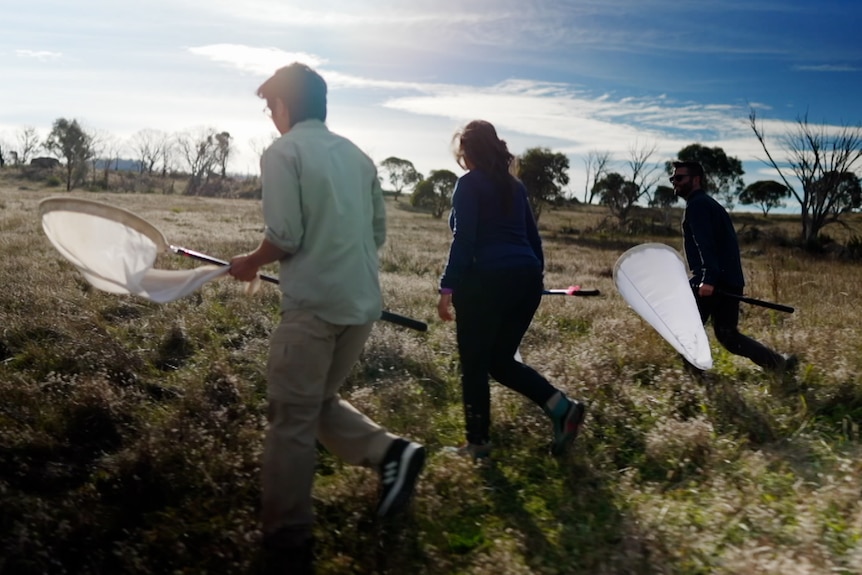 people with nets walking through bushland