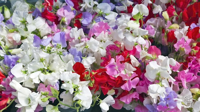 A mass of white, pink, purple and red sweet pea flowers