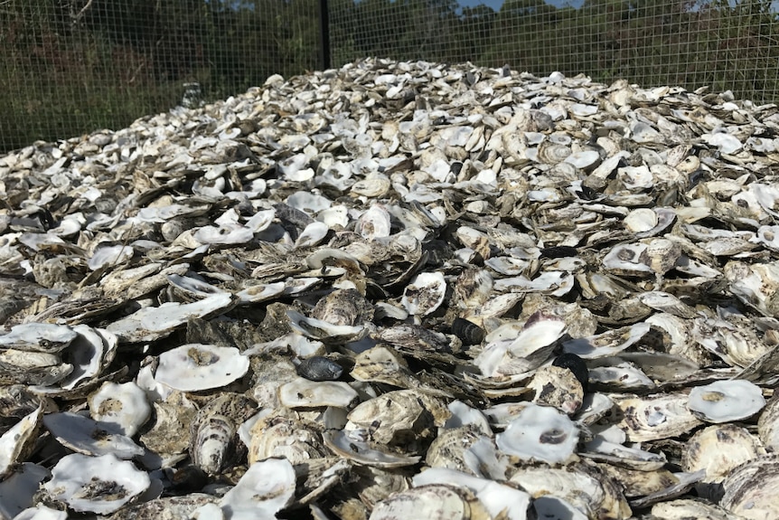 A big pile of oyster shells.