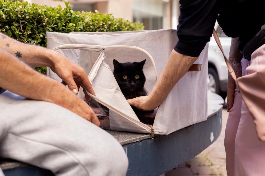 A black cat looks at the camera as two people open the carry bag it's in