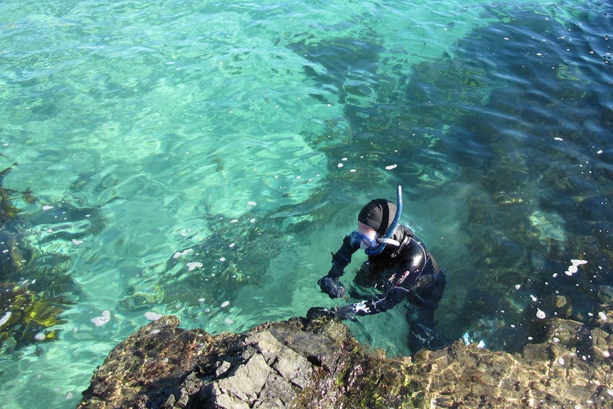 Marine research volunteer Nicola Fraser