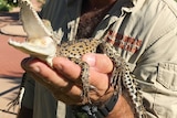 A juvenile crocodile held in the left hand of crocodile handler Dave Tapper