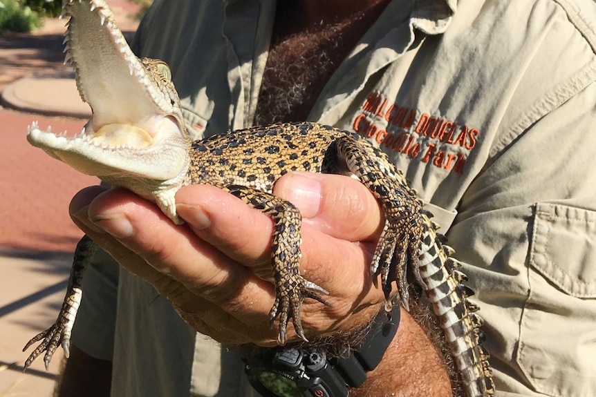 A juvenile crocodile held in the left hand of crocodile handler Dave Tapper