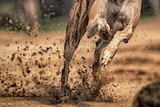 Greyhound legs and lower torso while the animal is running.