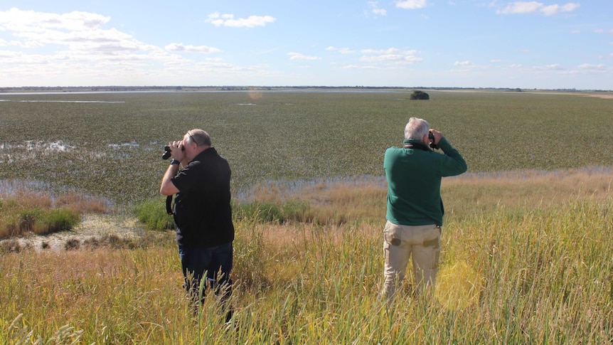 Two birdwatchers stand in knee-high grass and look over a wetland through binoculars.