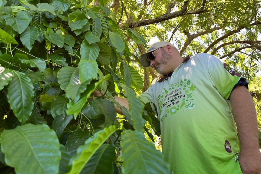 Man peers into coffee plant