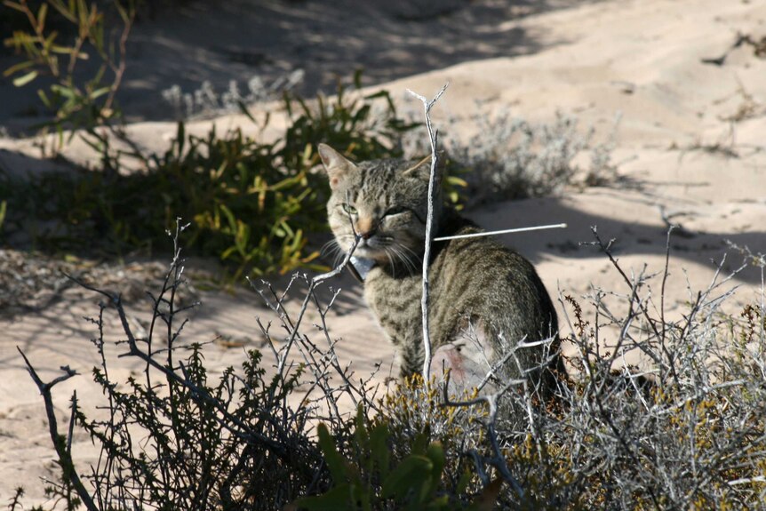 A feral cat behind shrubs in sand dunes on Dirk Hartog Island.