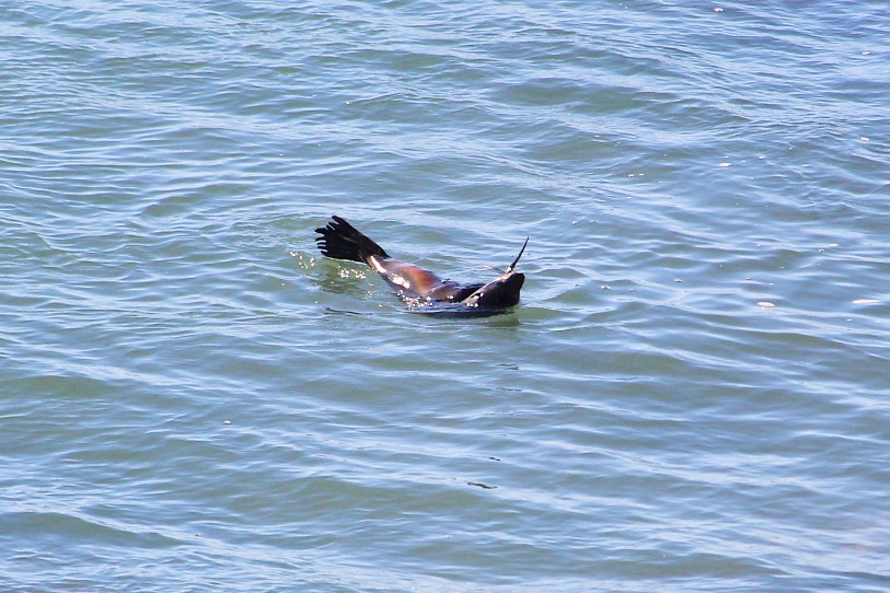 Seal playing in the water