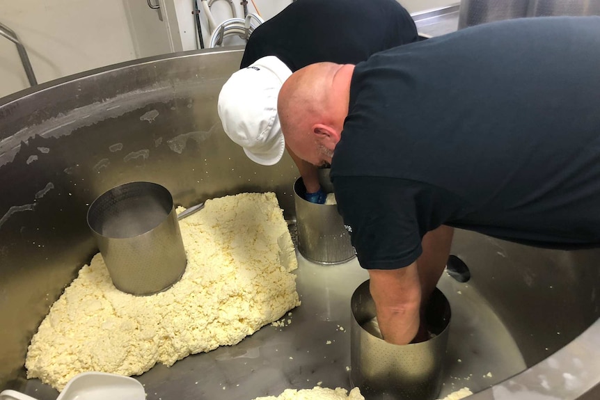 Two workers with their hands in a vat producing cheese