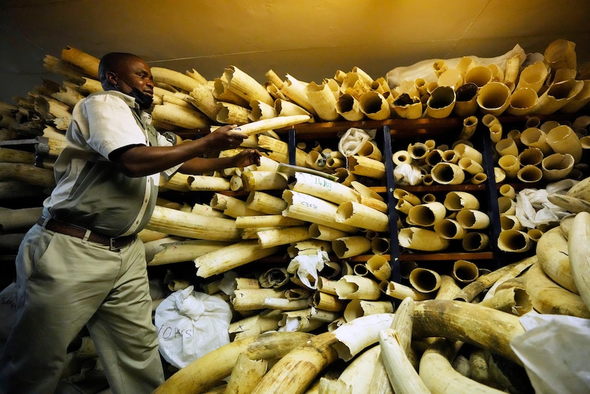 A man walks past shelves full of Ivory tusks