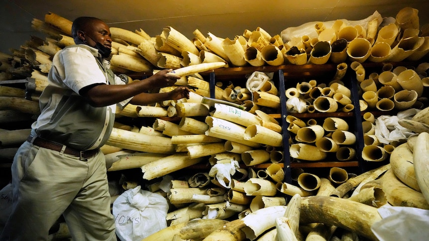Zimbabwe has 151,500 tonnes of ivory stockpiled. It wants to sell it to help manage booming elephant populations