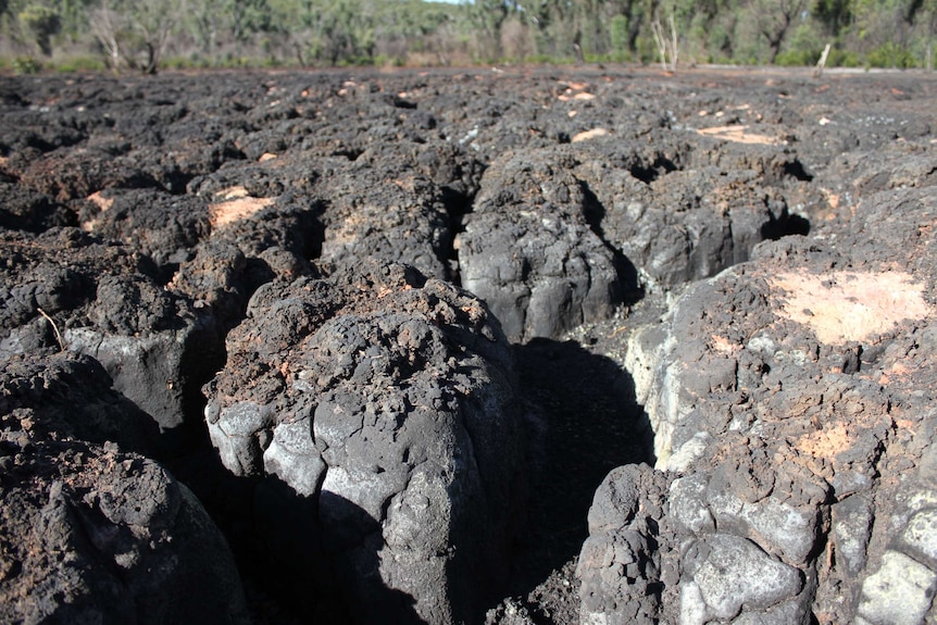 Burnt mounds of earth in what was once a healthy peat swamp.