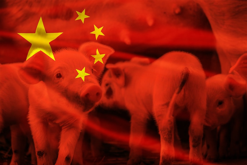 A graphic of the Chinese flag with pigs superimposed over the top. 