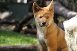 One of the new dingo pups