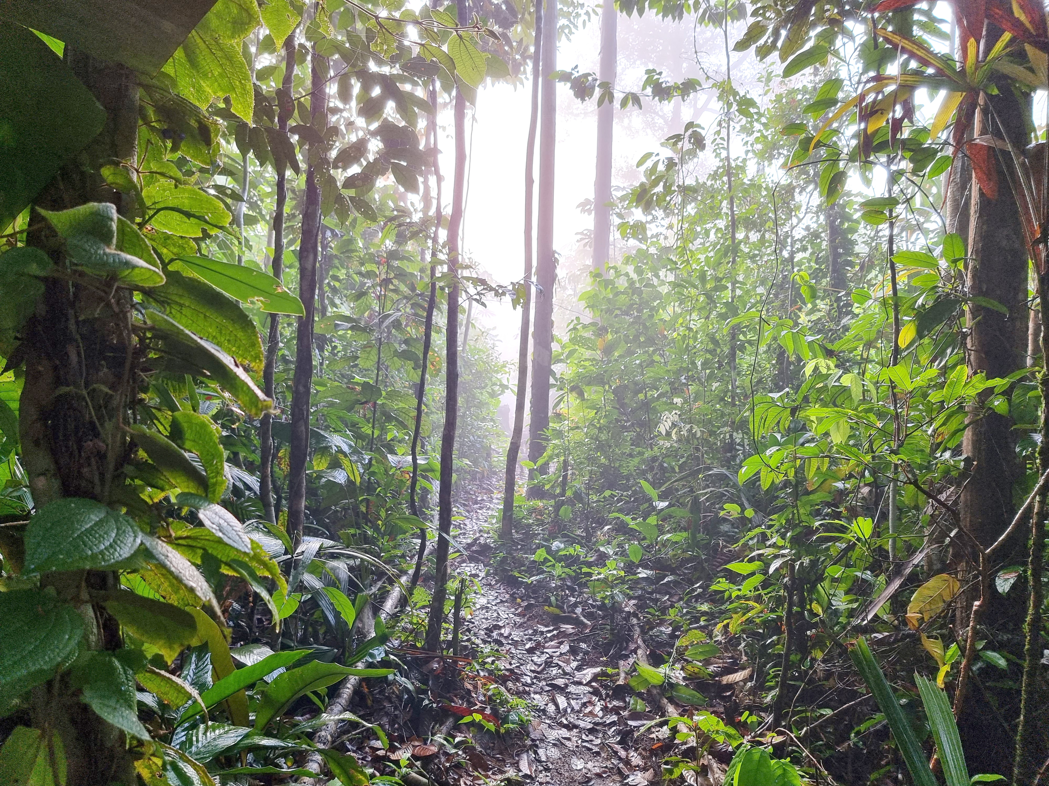 A path weaves its way through the Colombian Amazon