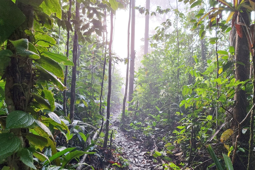 A path weaves its way through the Colombian Amazon