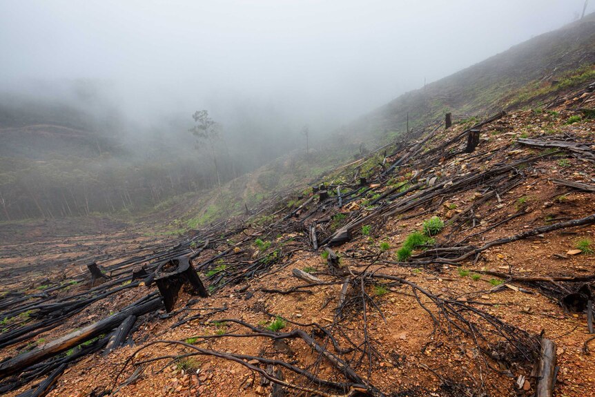 A logging coupe on Mount Matlock, shows trees chopped down with fog in the background.