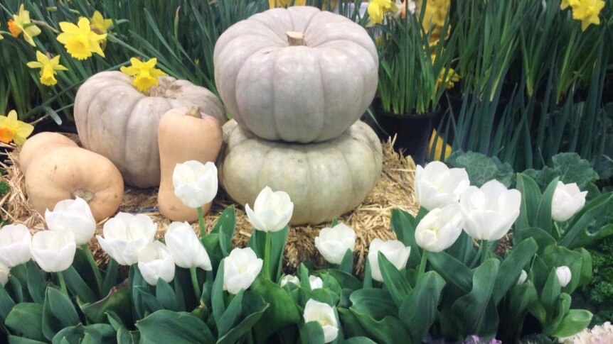 Pumpkins and flowers on display in the horticultural pavilion